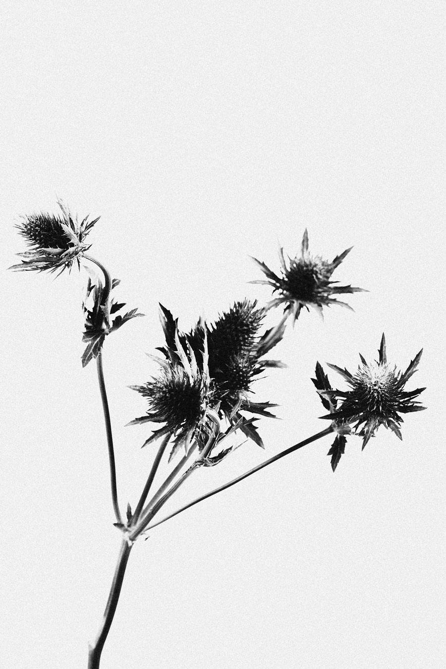 thistle is beauty