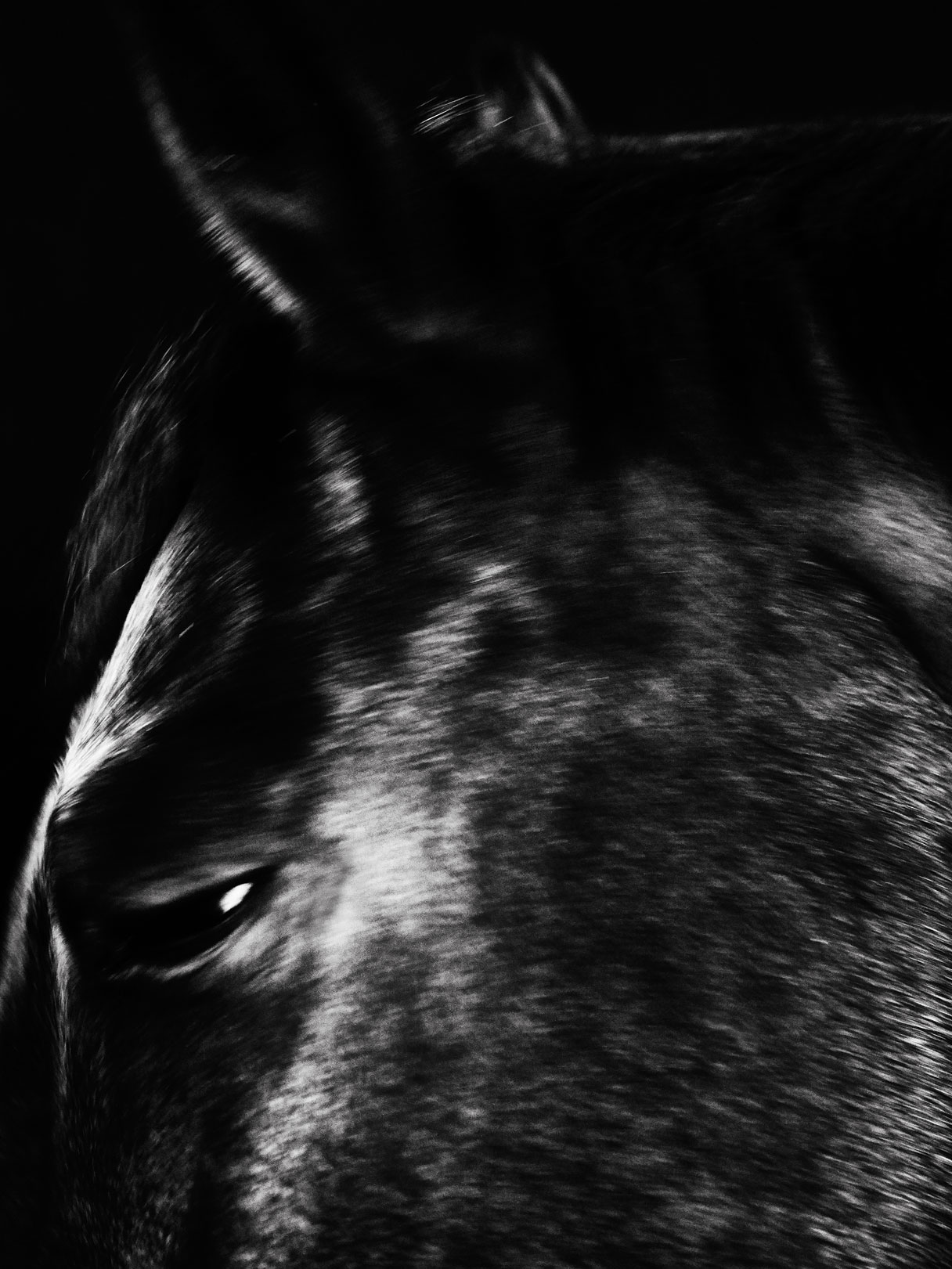 A part of a Horse 3