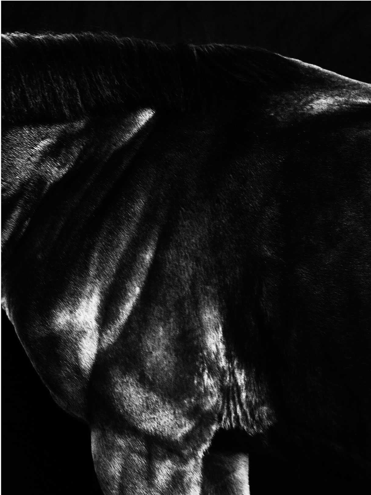 A part of a Horse 4