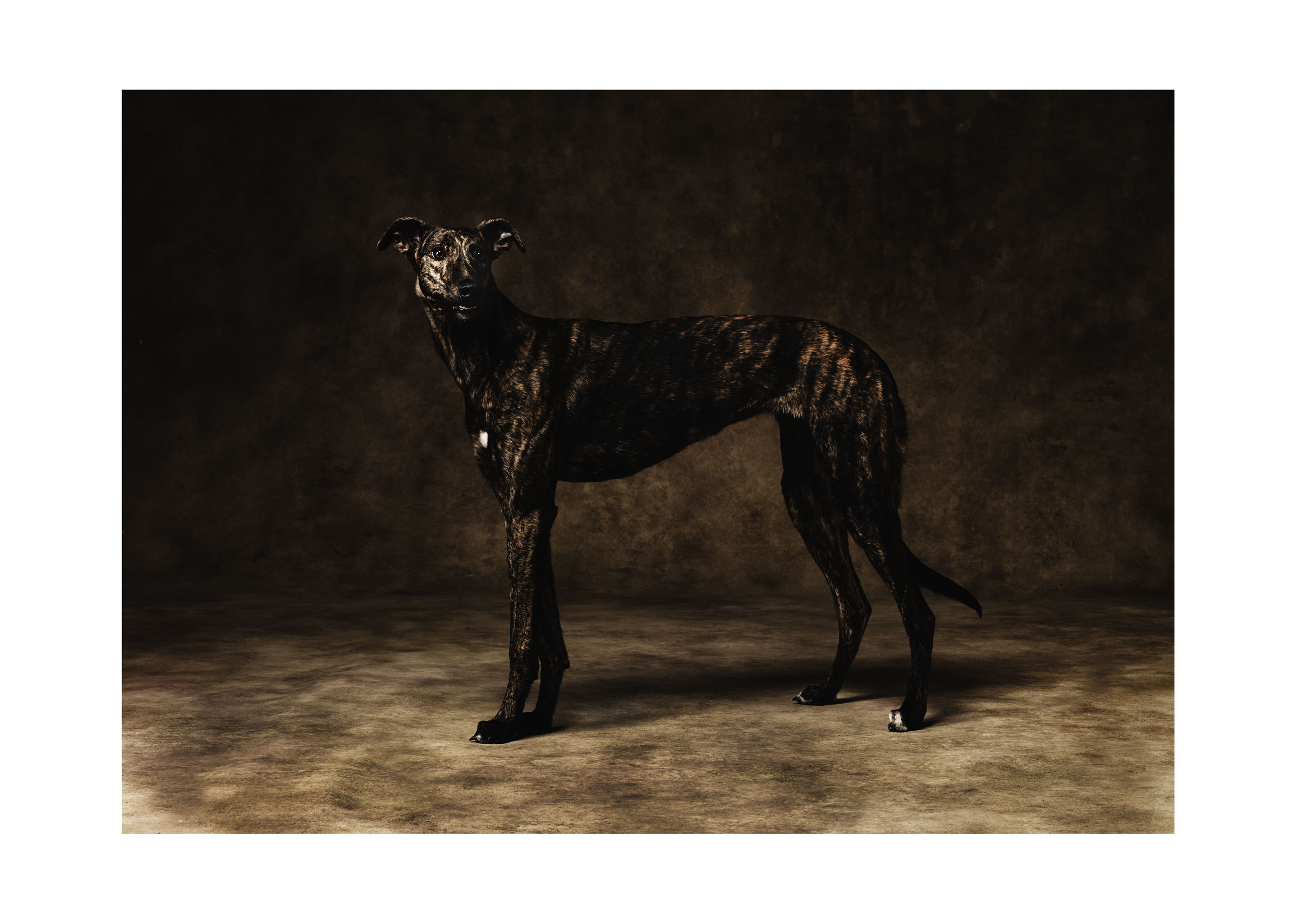 THE DOG 1