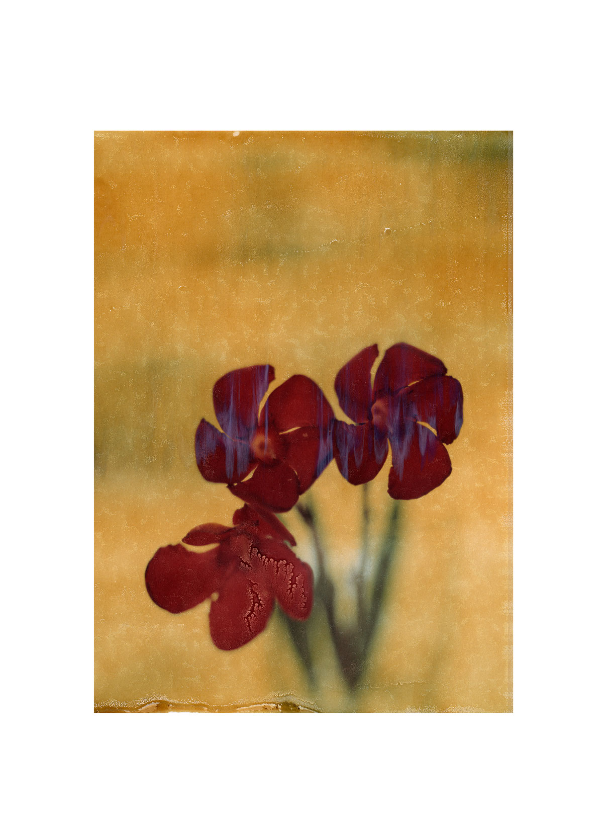 Table Flower 2