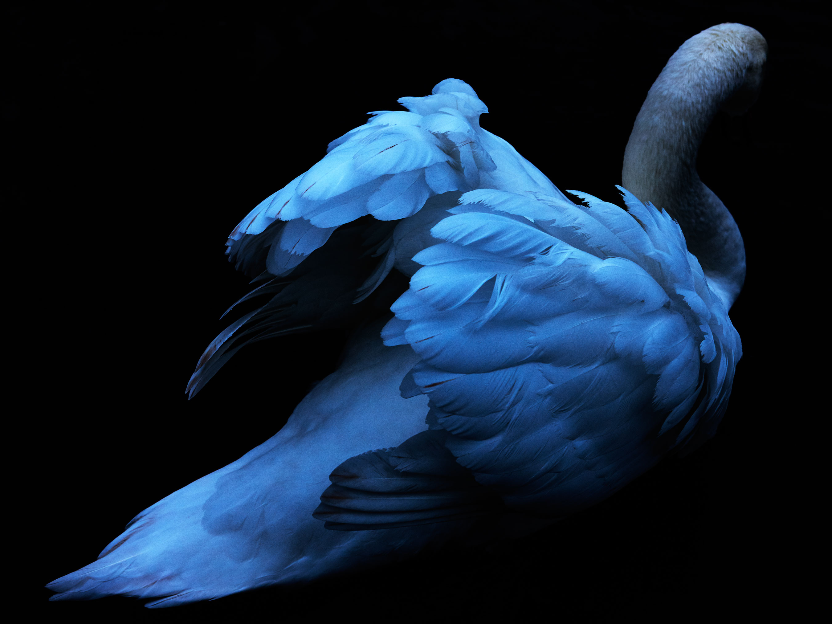 swan 1