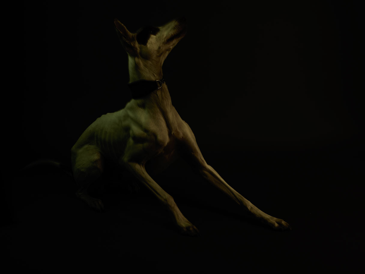 The Dog 4