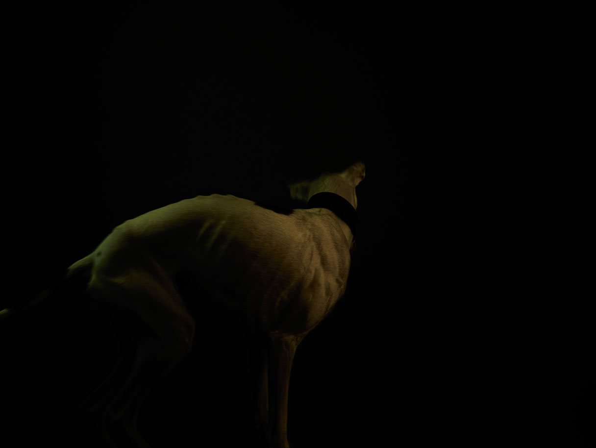 The Dog 3