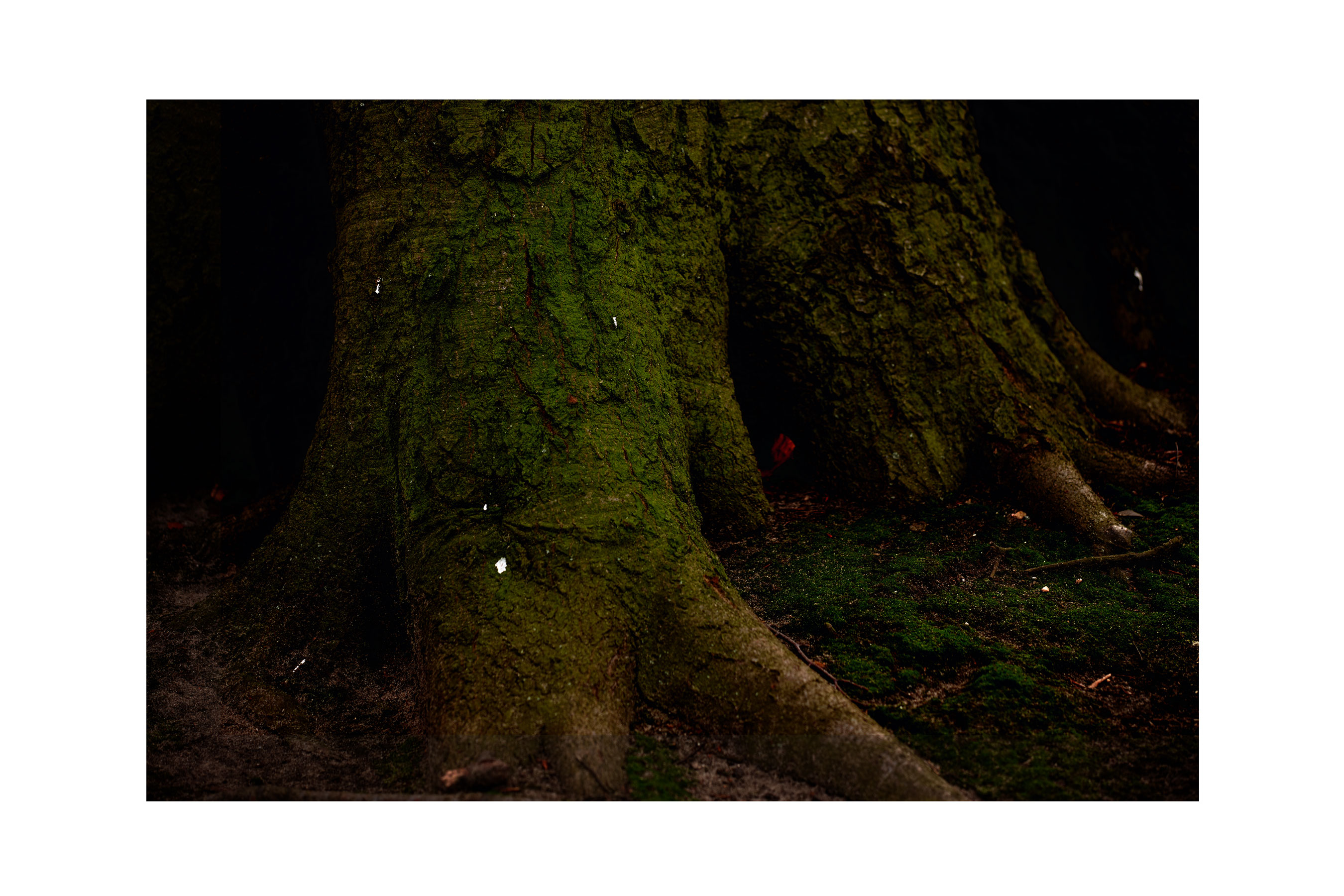Tree Trunk