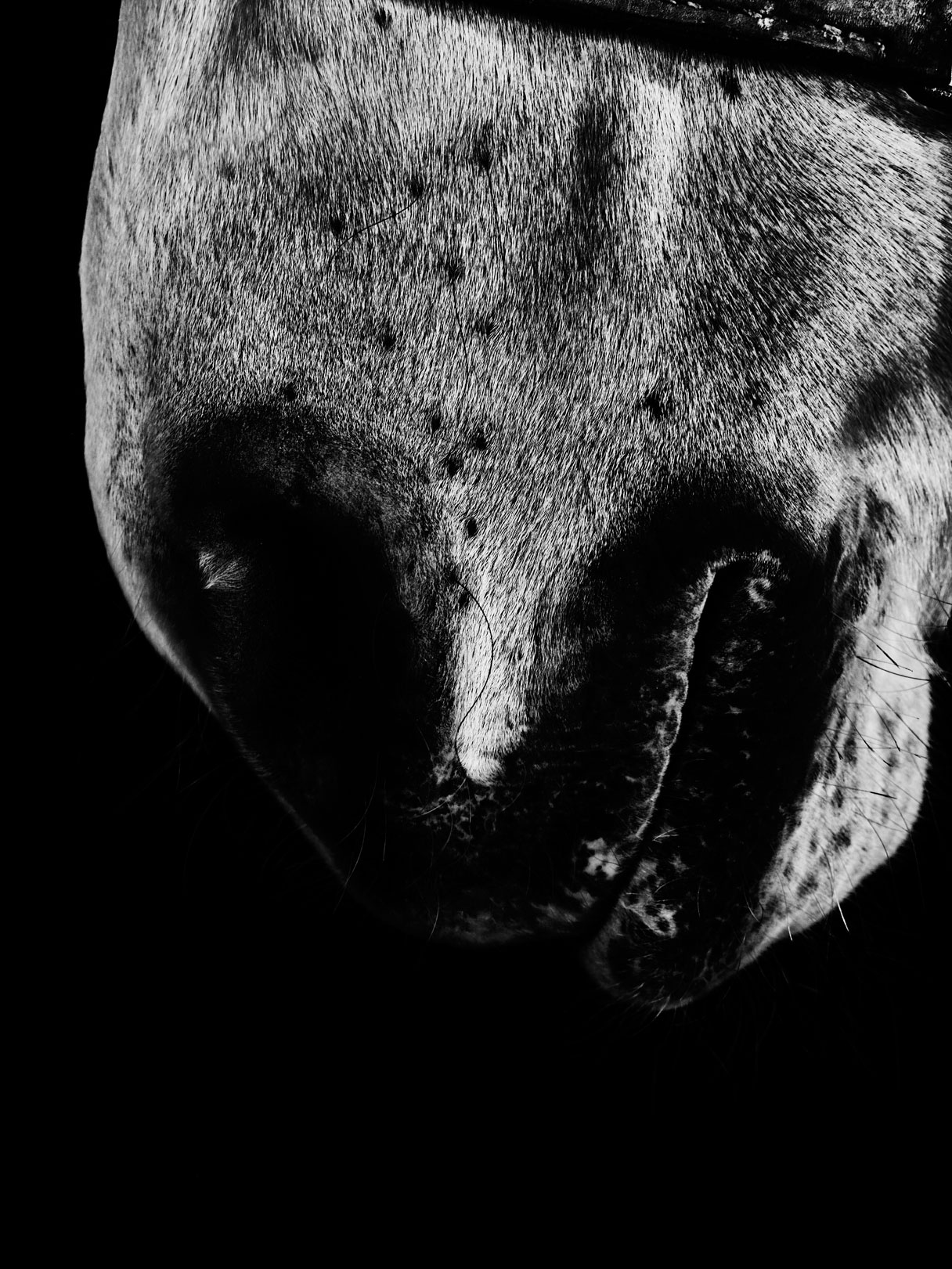 a Part of a horse 1