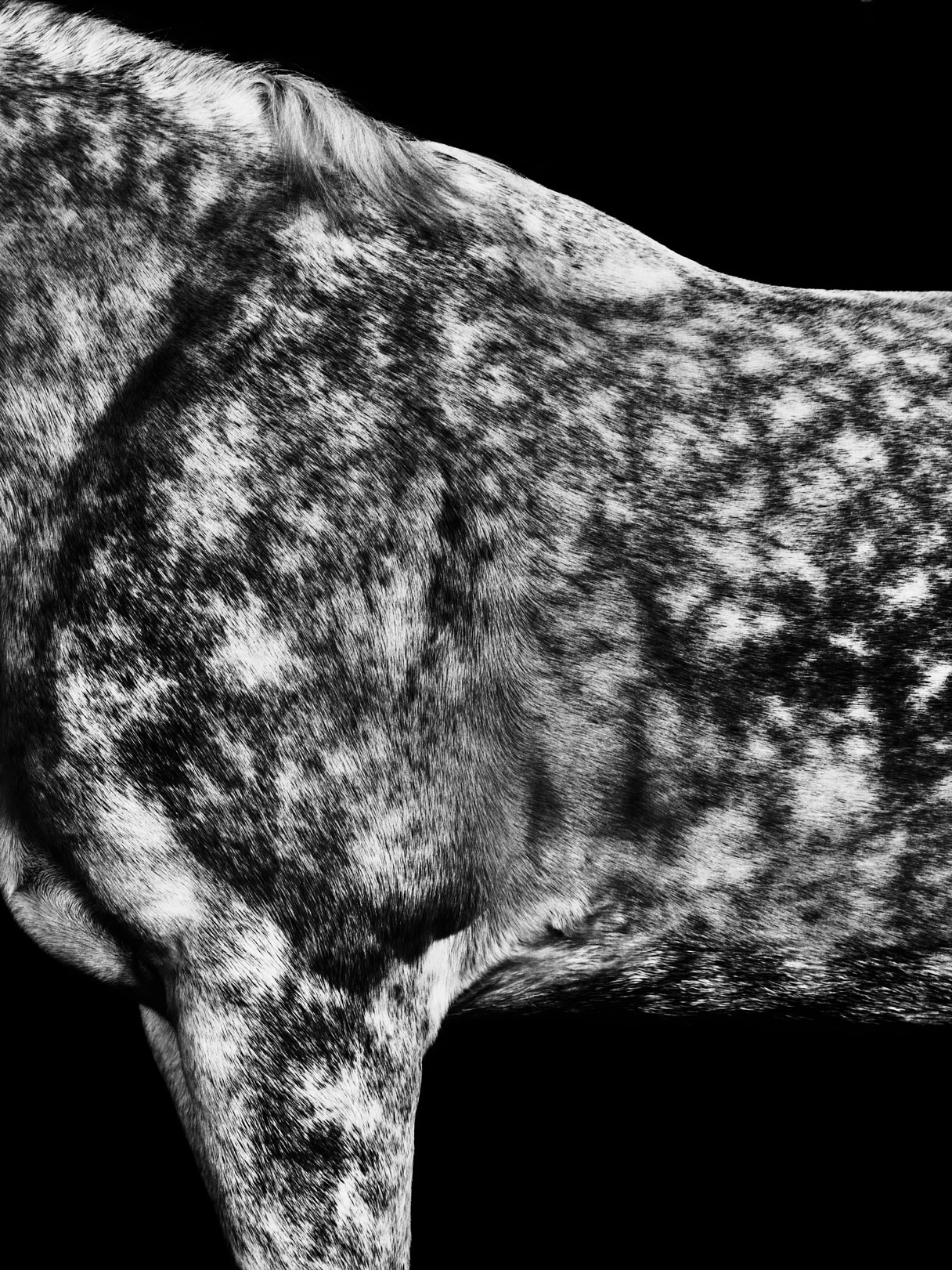 a part of a horse 2